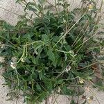 Tridax procumbens Folio