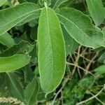 Salix cinerea Leaf