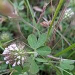 Trifolium lappaceum Blad