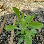 Erigeron annuus Natur