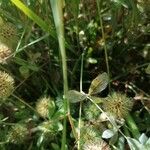 Trifolium lappaceum Blad