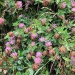 Trifolium medium Blomst