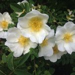 Rosa spinosissima Cvet