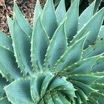 Aloe polyphylla Habitus