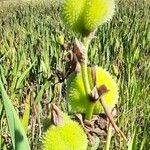 Canna glauca Vrucht