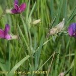 Lathyrus angulatus Fleur