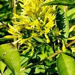 Cestrum parqui ᱵᱟᱦᱟ