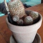 Mammillaria grahamiiFolha