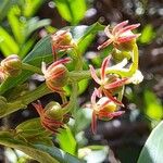 Coriaria myrtifolia फूल