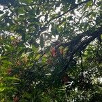 Saraca indica عادت داشتن