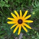 Rudbeckia fulgidaFlor