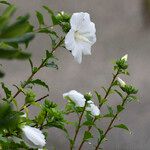 Hibiscus syriacusFloare