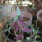 Gibasis pellucida Blatt