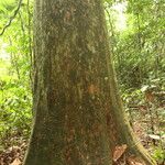 Irvingia excelsa چھال