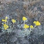 Helichrysum arenarium Flor