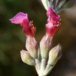 Teucrium divaricatum 花