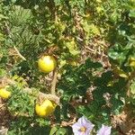 Solanum linnaeanumBlomma