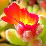 Delosperma luckhoffii