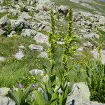 Veratrum album Flor