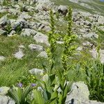 Veratrum album Floare