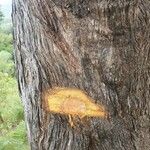 Vitex pinnata 樹皮