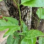 Passiflora edulis Foglia