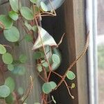 Peperomia rotundifolia Λουλούδι