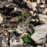 Ptychotis saxifraga Likasa