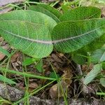 Asclepias humistrata Hoja