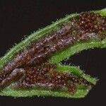 Asplenium seelosii Фрукт