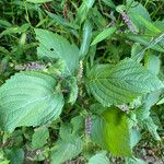 Aloysia macrostachya Frunză