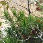 Pinus pinea Yaprak
