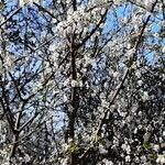 Prunus cerasus Συνήθη χαρακτηριστικά