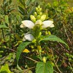 Chelone glabra Flor