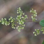 Searsia longipes Flower