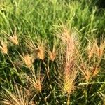 Aegilops geniculata Flower