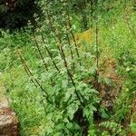 Scrophularia trifoliata Mosusu
