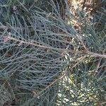 Abies concolor Leaf