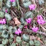 Cyclamen coum आदत