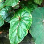 Begonia handelii Folha