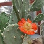 Opuntia tomentosa Blatt