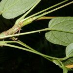 Anthurium microspadix 树皮