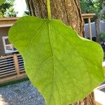 Catalpa bignonioidesFoglia