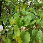 Cercis occidentalis Hostoa
