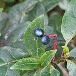 Viburnum rugosum ഫലം