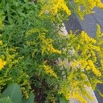 Solidago odoraЦвят