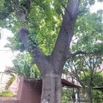 Ceiba pentandraKéreg