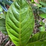 Anthurium jenmanii Leaf