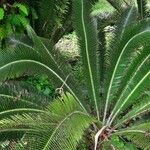 Dioon spinulosum List