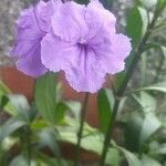 Ruellia simplex Květ
